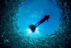 Cetma Composites Taras Monofin 32 Cetma Composites Taras Monofin -Restube Store cc taras 05 1