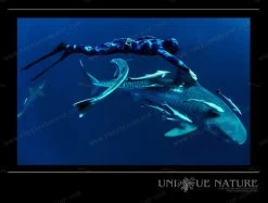 Elios Corifena Camouflage Wetsuit 18 Elios Corifena Camouflage Wetsuit -Restube Store corifena spot 3