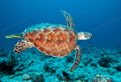 SlipIns Hawksbill Sea Turtle Dive/Surf Skin 19 SlipIns Hawksbill Sea Turtle Dive/Surf Skin -Restube Store screen shot 2019 06 02 at 10.15.28 am 2400x